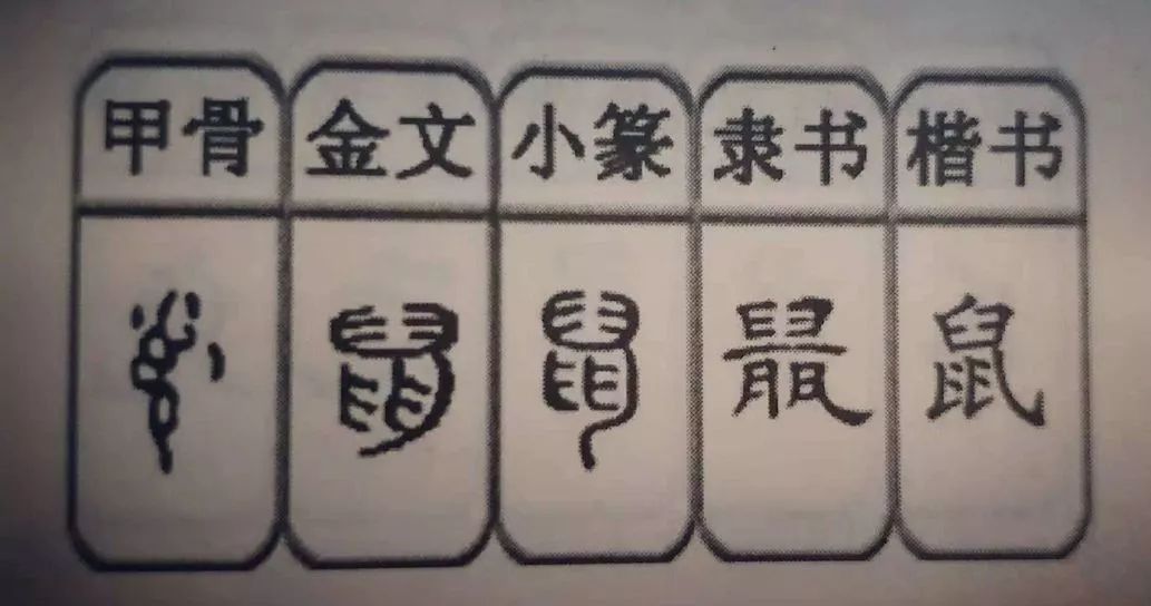 鼠的字形演变老鼠的鼠字,从甲骨文和金文来看,就像一个老鼠在啃