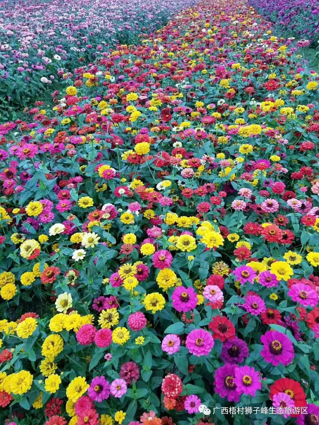 梧村狮峰生态风景区以其独有的山林峰壑,鸣泉流水,花海田园,欧洲风情