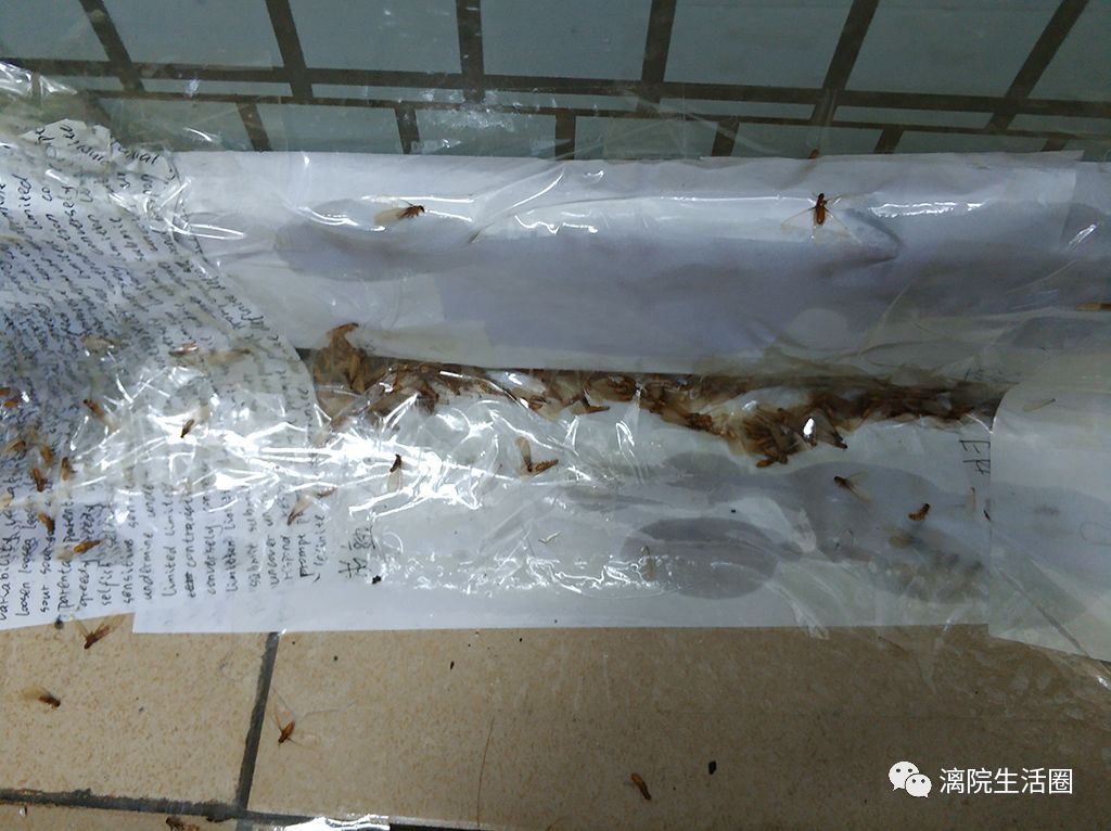 漓院大水蚁尸密密麻麻铺满走廊吓坏女生