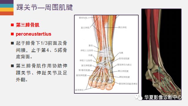 踝关节详细解剖尽在这里