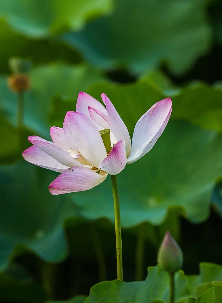 镇江宣布入夏小金山湖荷叶初生美景渐近