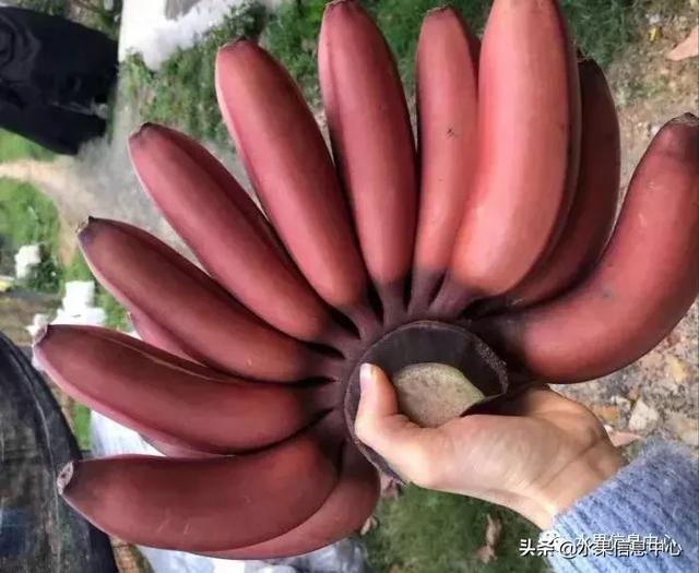 香蕉界的蒂凡尼拥有香草冰淇淋口感的蓝色爪哇香蕉
