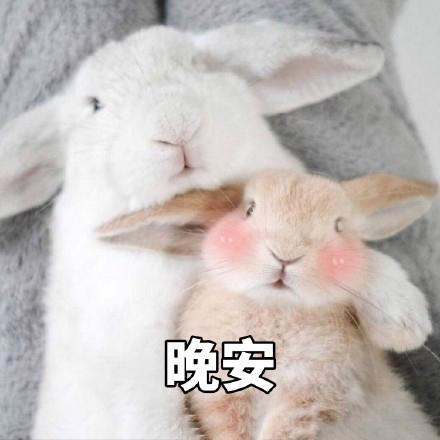 深情兔子表情包图片