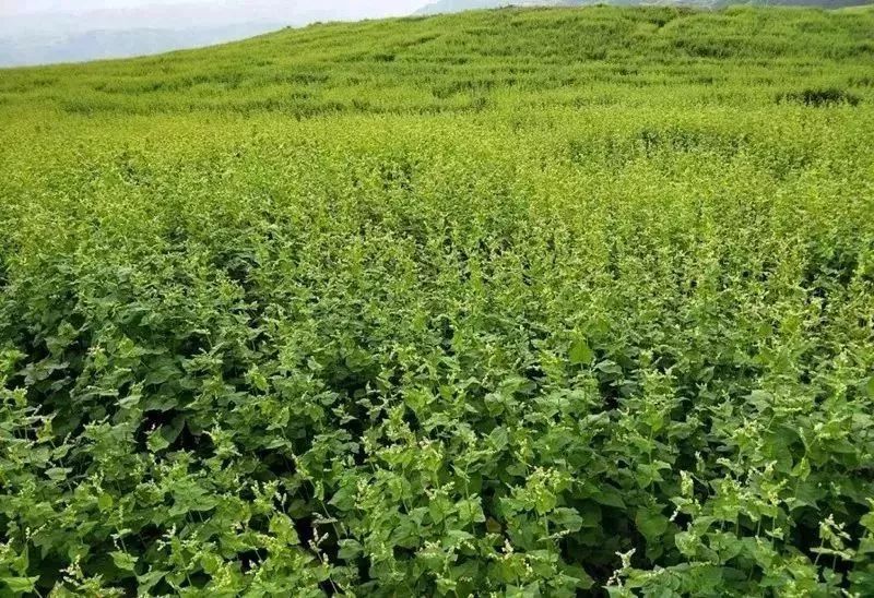 凉山良品相见恨晚的大凉山黑苦荞粉营养又健康