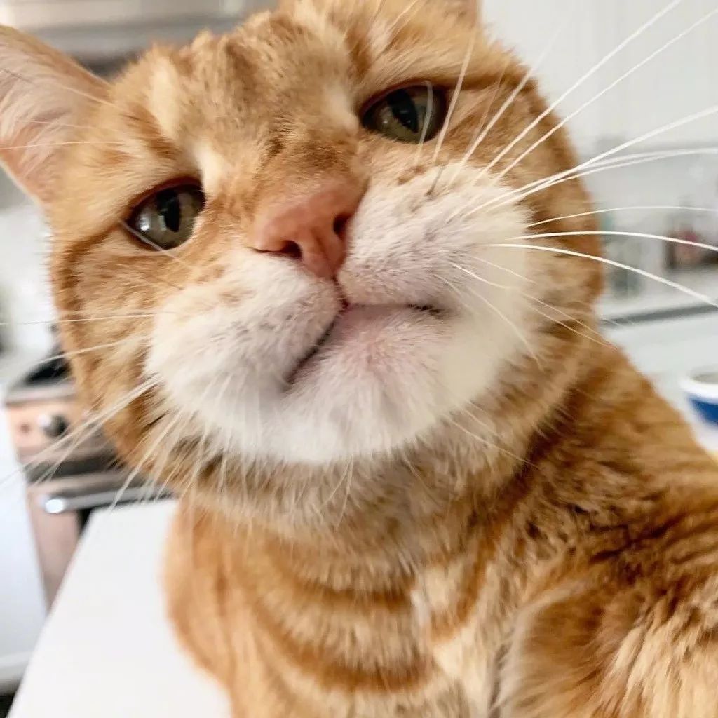 暴躁猫咪sherman,像不像被迫早起的你本人?