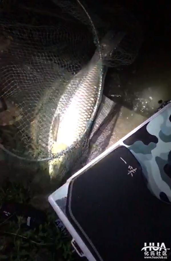 自留地夜钓小趣大草光临超刺激