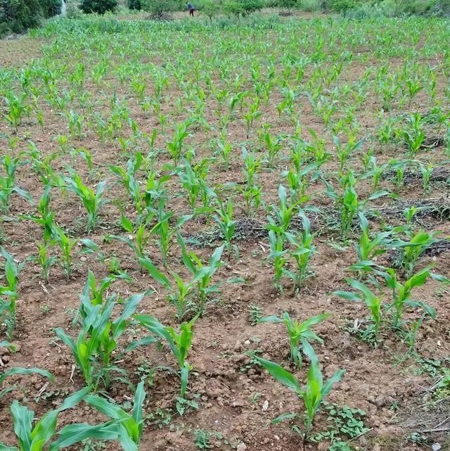 今年种玉米会遇到哪些问题这几个方面必须引起注意