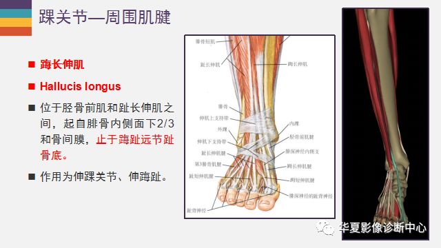踝關節詳細解剖盡在這裡