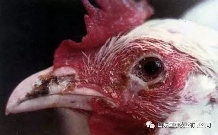 近期鸡支原体病高发掌握治疗方法切勿误诊