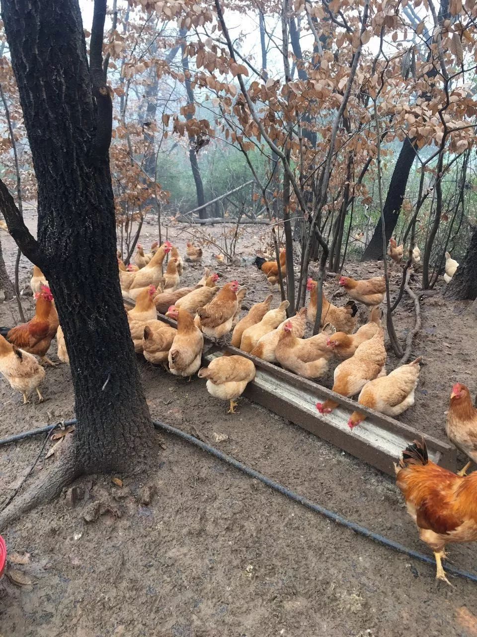 汉阳钟家村鸡图片