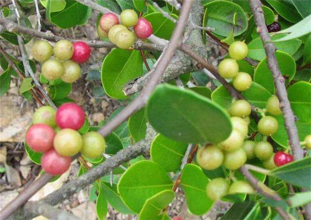 农村这个野果,人称它为酸藤果,见到请保护它