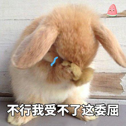 小兔子捂脸表情包害羞图片
