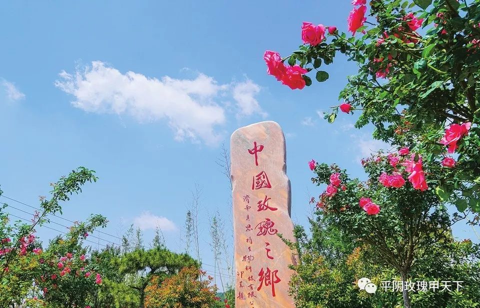 让世界爱上平阴玫瑰金花要当乡村振兴产业样板中国玫瑰之都平阴跃然而
