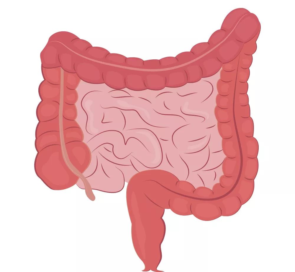 对于人体来说,肠道是消化系统中最长的一段,包含小肠,大肠和直肠