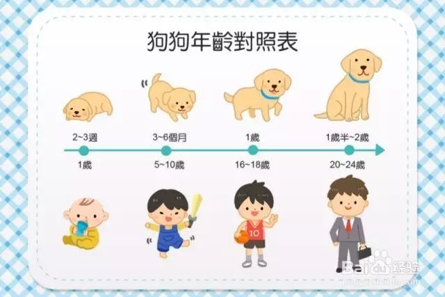 训练狗狗上厕所的五种方法只要方法对谁都教的会