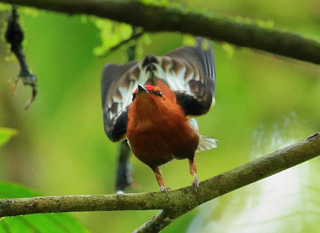 它们求偶时,会先打扫出一个舞台,然后就开始展现高超的舞蹈技能了.