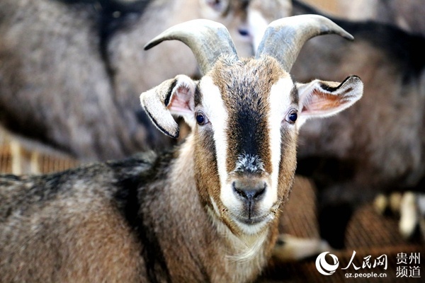 上海援黔干部引领习水麻羊跑向全国