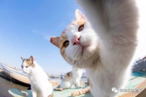 一大波猫片来袭用了猫猫同款自拍技巧还愁没有好照片