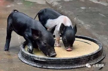 猪在猪槽里吃食的图片图片
