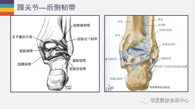 踝關節詳細解剖盡在這裡