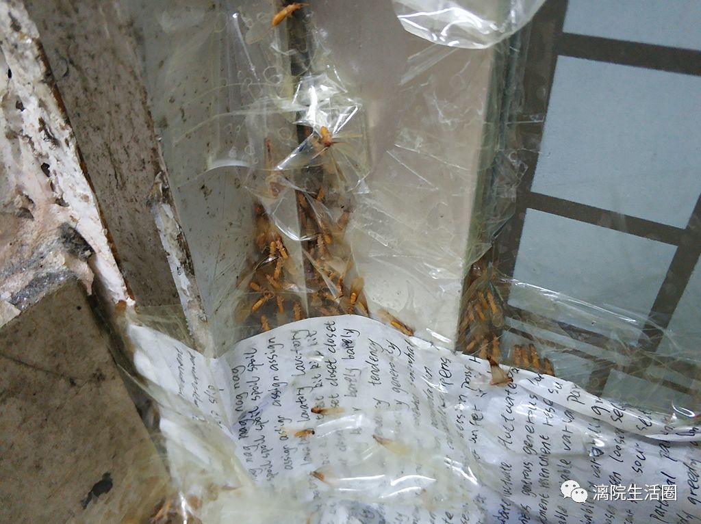 漓院大水蚁尸密密麻麻铺满走廊吓坏女生