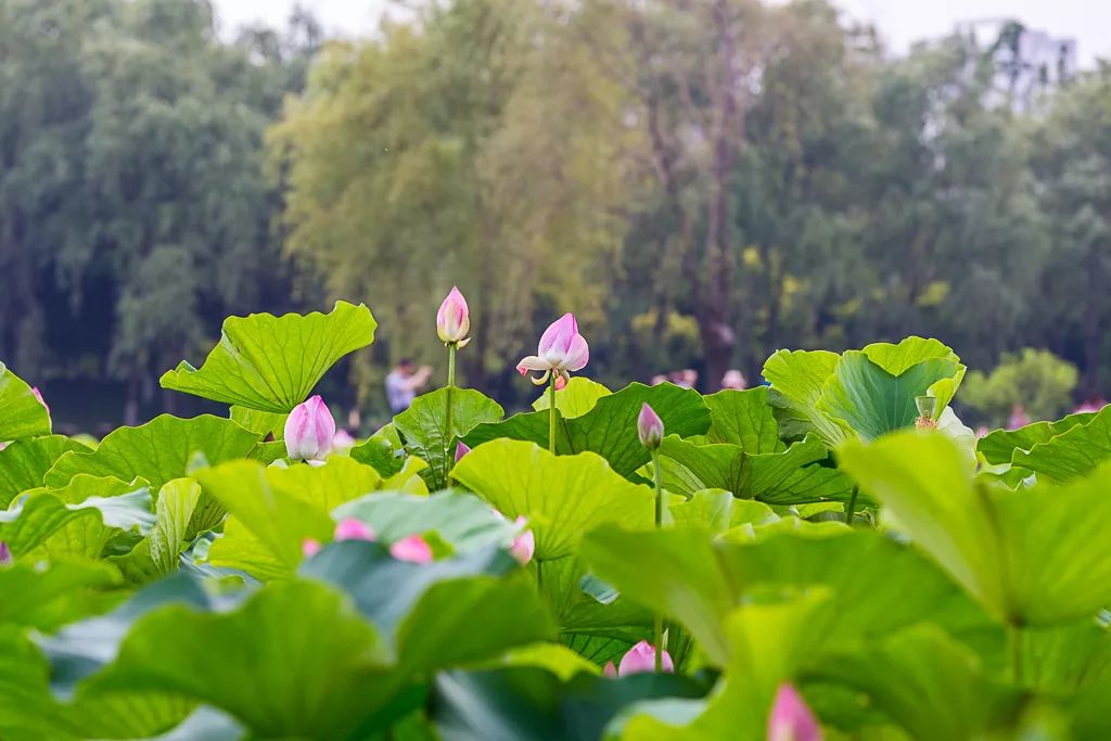 镇江宣布入夏小金山湖荷叶初生美景渐近