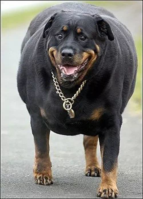 狗狗一旦肥胖起来,那简直是养狗跟养猪没什么区别了