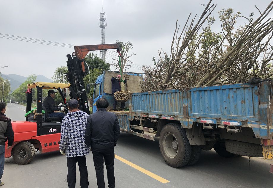 4月20日,谷雨.苏州市光福镇香雪村进村路上,拉树的车辆络绎不绝.