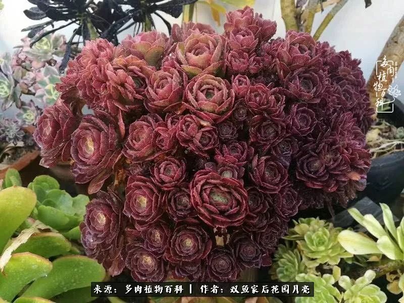 法师朵朵缀,法师中高颜值系列—法师缀化!