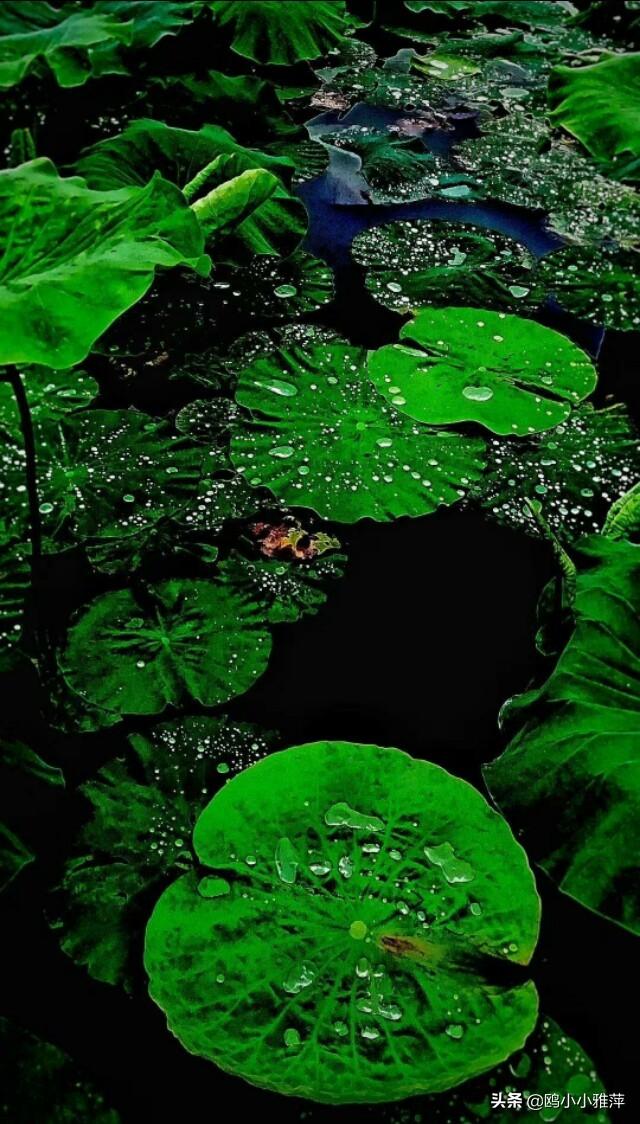 七绝梅子黄时雨