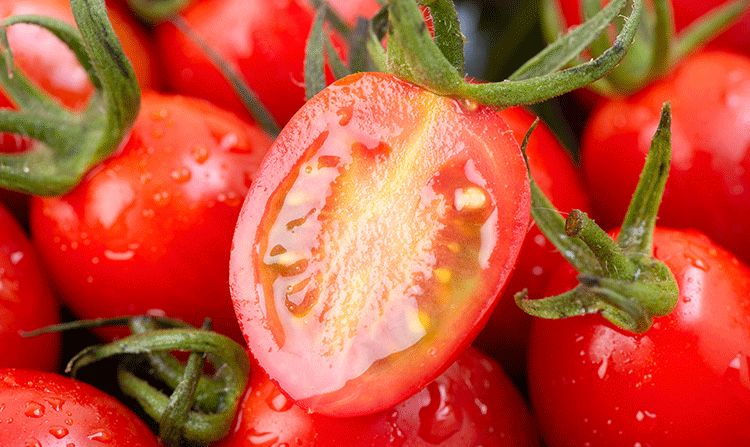 开采啦彩虹小番茄在上虞出没小时候的酸甜味道回来了