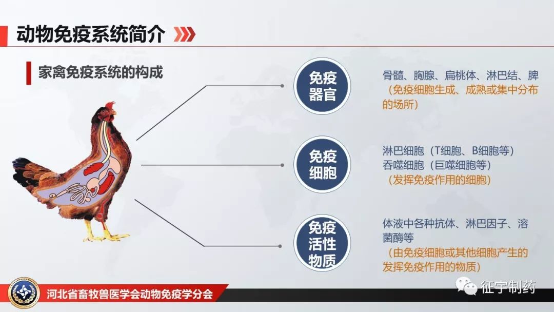 全心全意提高动物免疫力发展论坛最强笔记当前家禽免疫抑制病现状致病