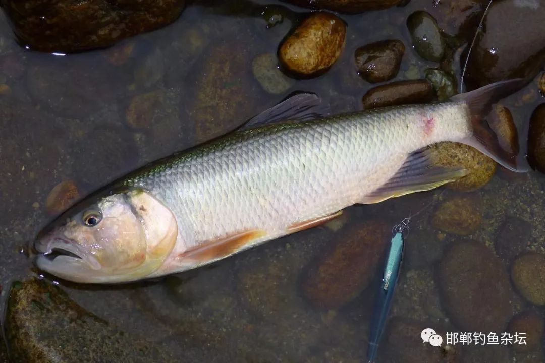 夏季溪流垂钓马口鱼技巧大全(二)