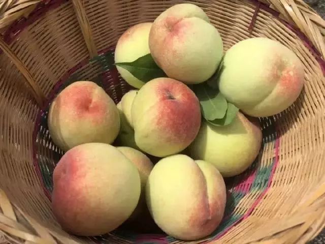 出发│重庆桃子成熟了采摘攻略奉上