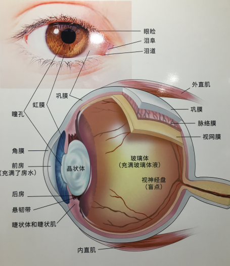 中医传统医学从整体观念上,认识到眼睛虽然是一个局部器官,但它是与