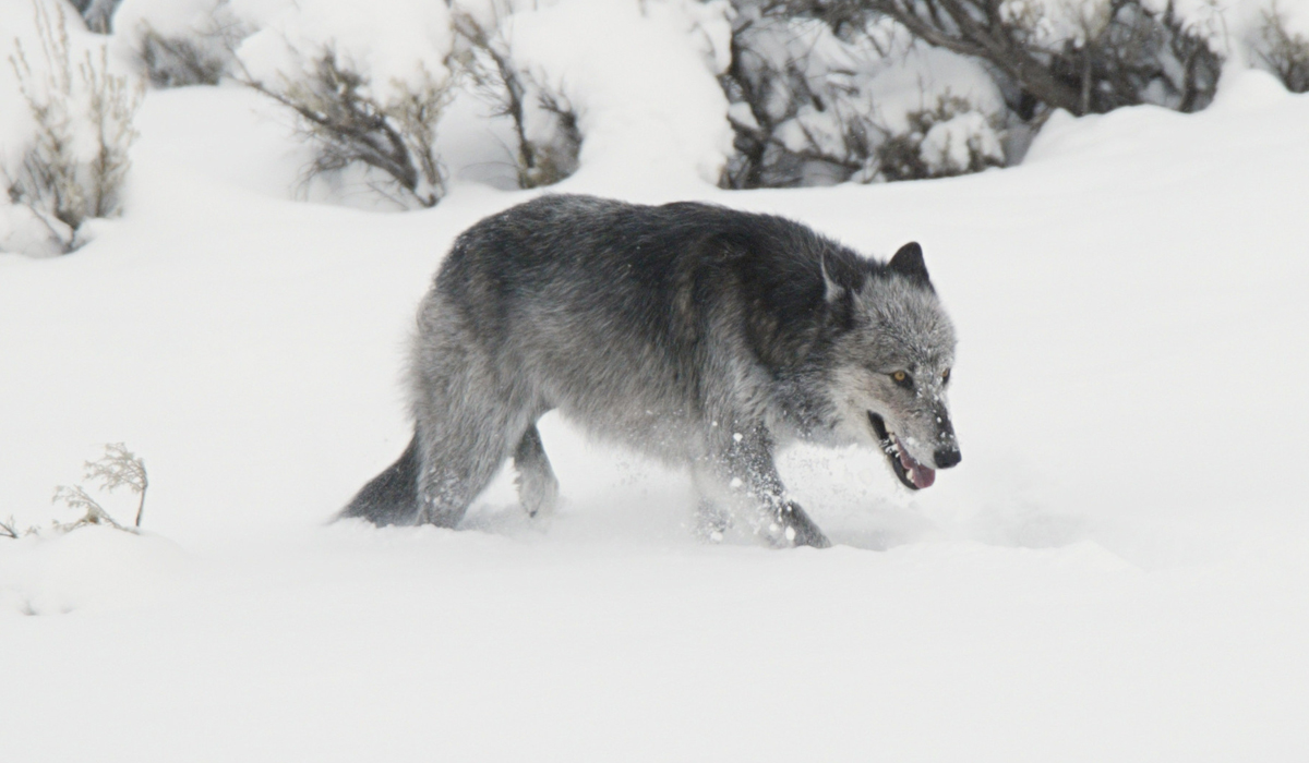 东北虎生活的区域,是有狼群分布的,这种狼不像北美灰狼那么大只,平均