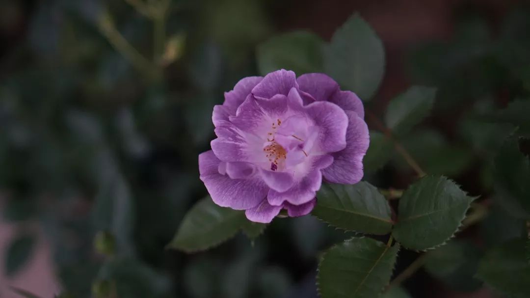 直立不垂头月季品种推荐