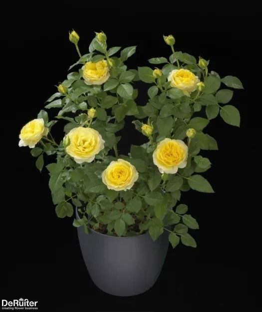 直立不垂头月季品种推荐