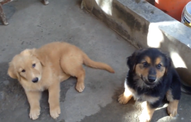 原创德牧生了宝宝,结果却有一半是金毛,看到"狗爸"后才明白