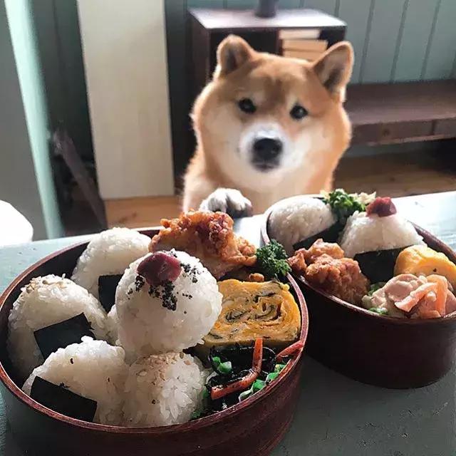 日本一柴犬陪主人吃饭的照片火遍ins把网友萌到老泪纵横