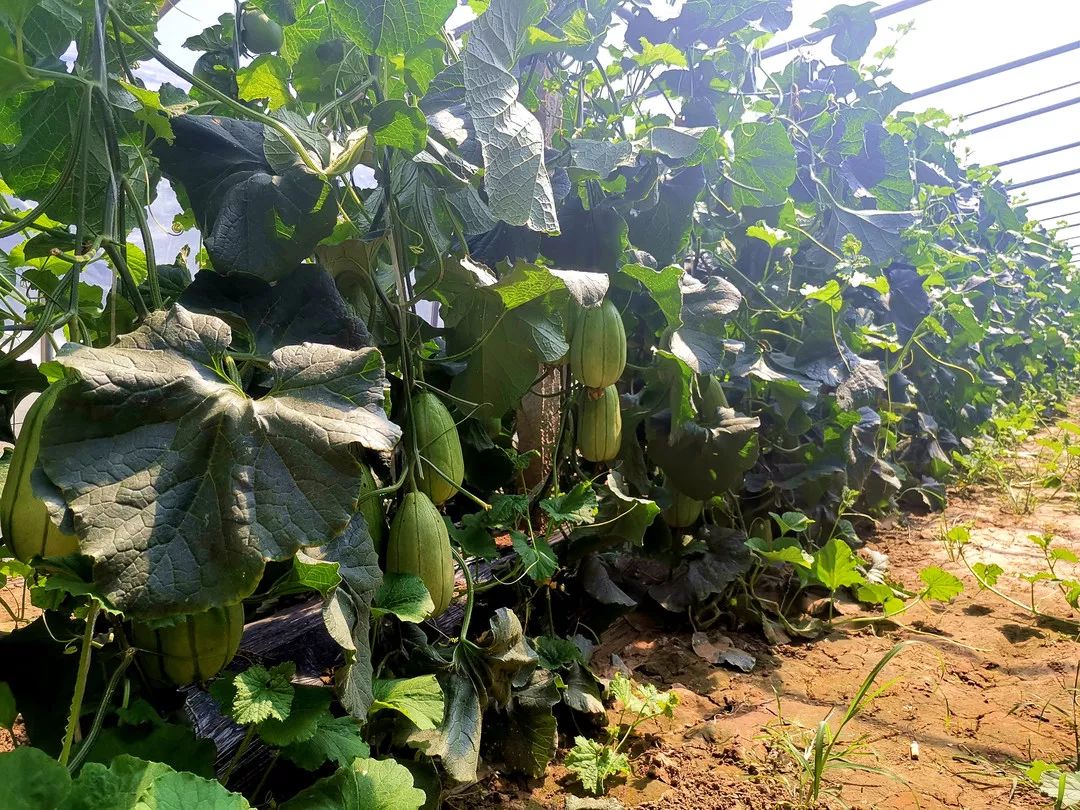 第八期新品发布博洋甜瓜莲爽荷叶茶有机玉米方便粥怀府冰菊