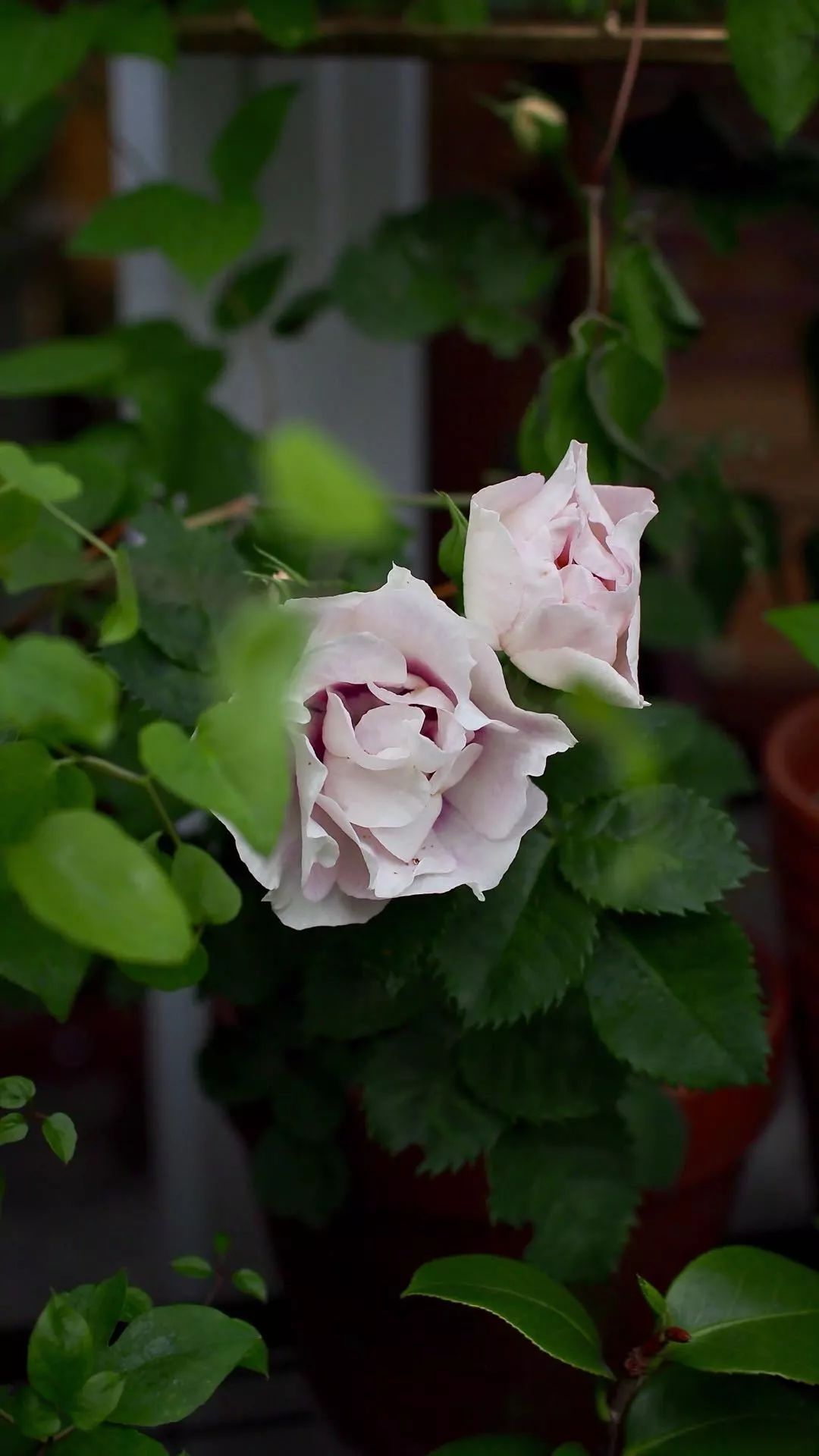 直立不垂头月季品种推荐