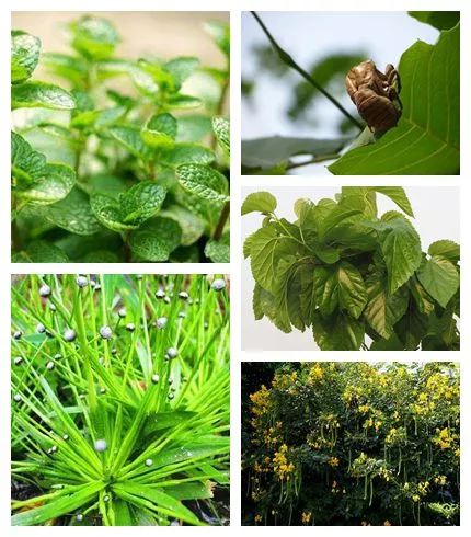 手机族必备的护眼珍品纯天然草本精华明目纯露清肝明目内外兼调