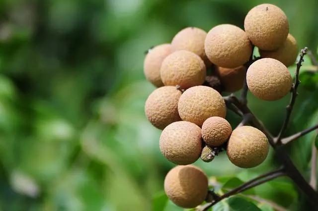 广西崇左的龙眼酒