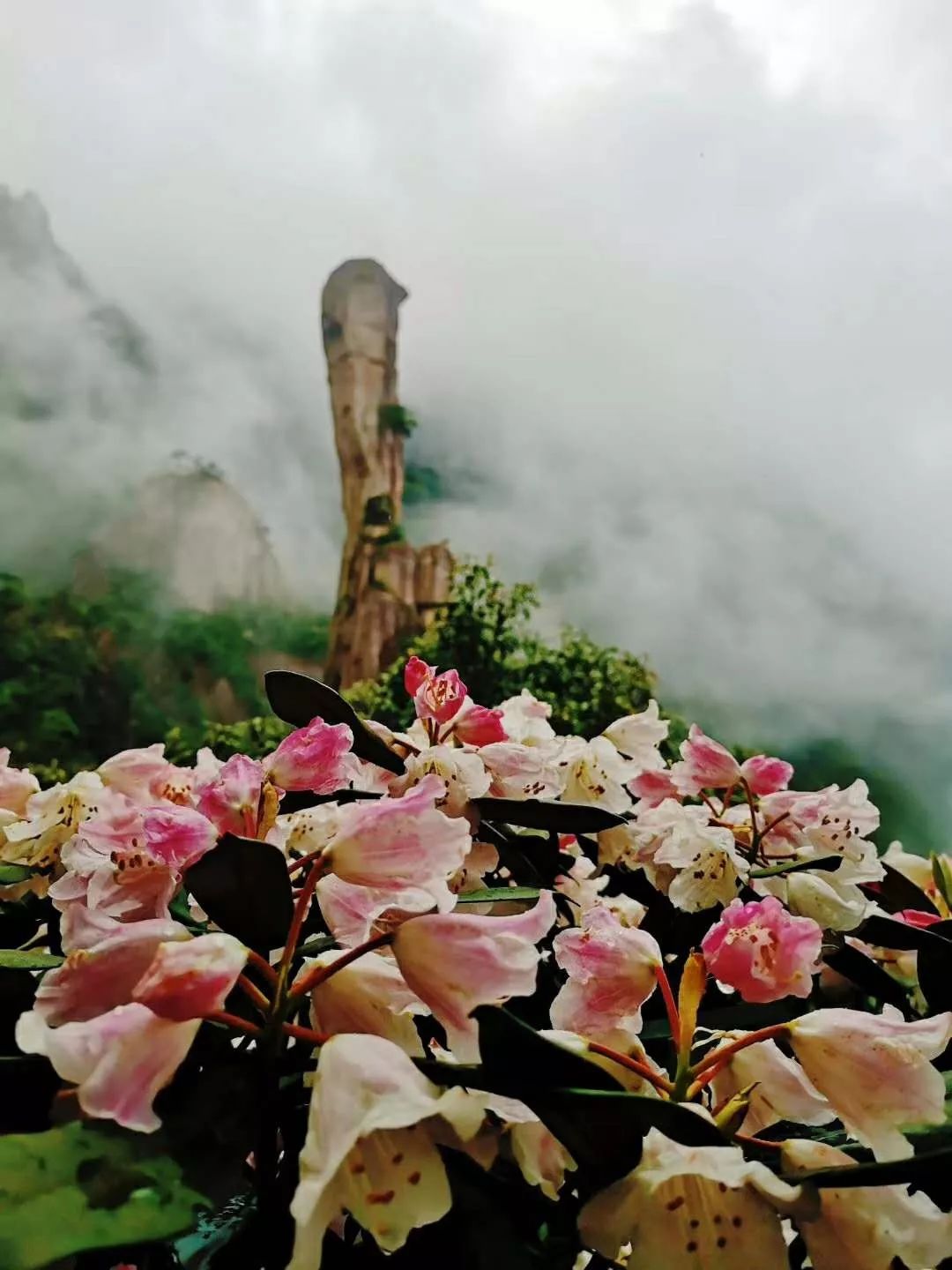 现在不去三清山你就要错过最美的杜鹃花海了