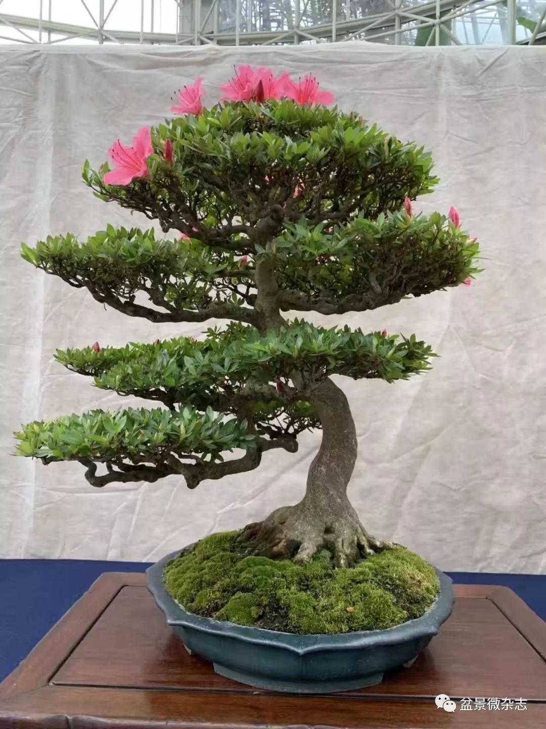 海量现场美图五月末的日本三个大型杜鹃盆景展