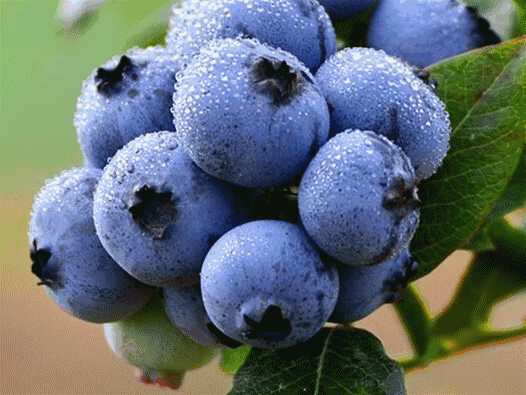 蓝莓桃子杨梅初夏带你去摘安义最甜的果子