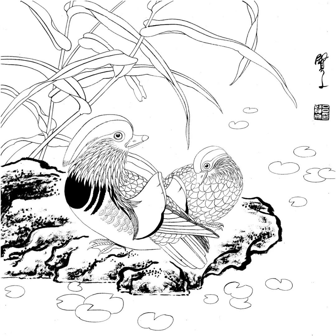 你想要的工笔花鸟白描线稿,都在这了!_国画