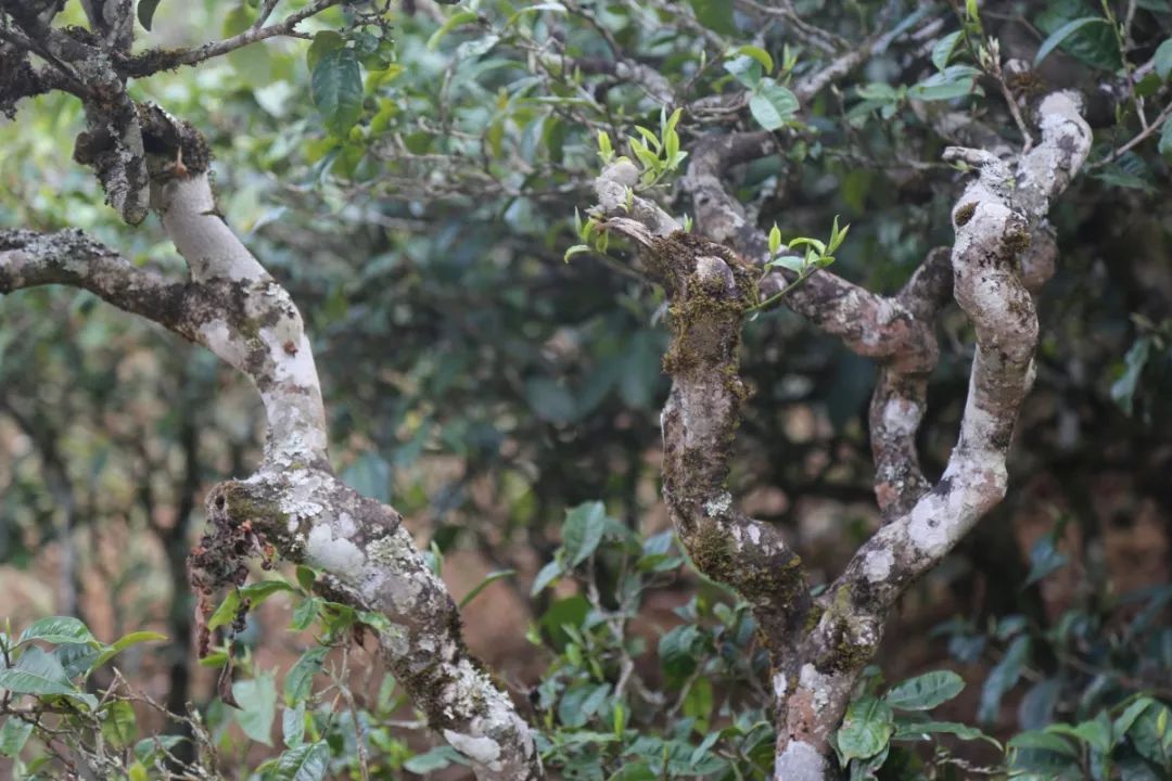 茶山茶识六大古茶山之蛮砖