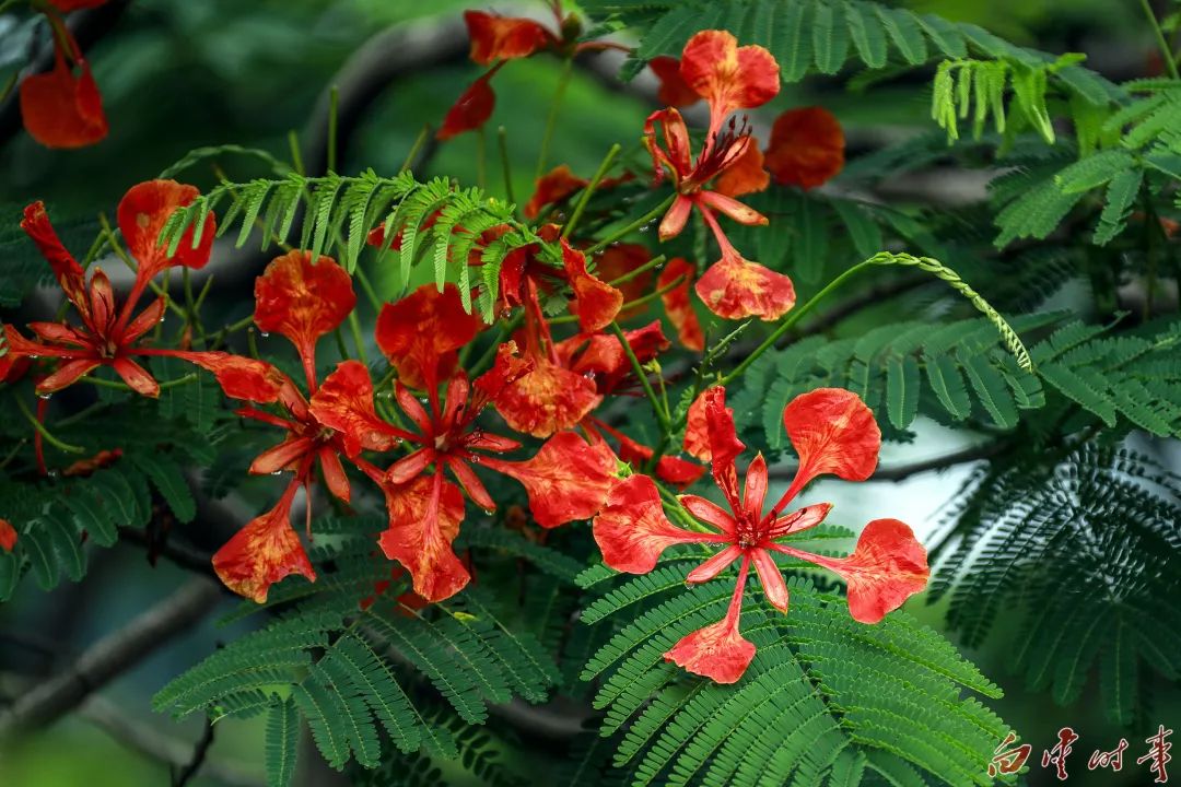 白云这些"毕业季之花"开了!_凤凰